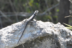 Sceloporus aureolus