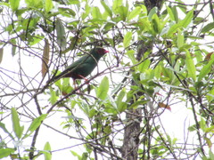 Chlorornis riefferii