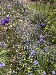 Myosotis sylvatica