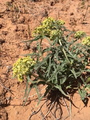 Asclepias macrosperma