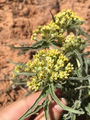 Asclepias macrosperma