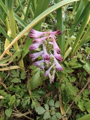 Corydalis sheareri