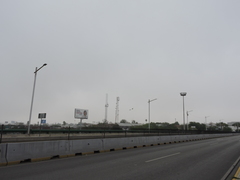 Psittacara holochlorus