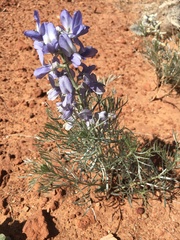 Sophora stenophylla
