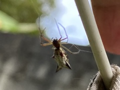 Micrathena nigrichelis