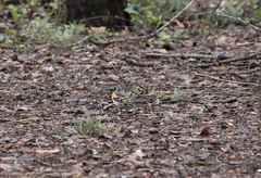 Fringilla montifringilla