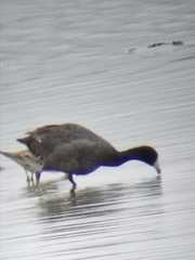 Fulica americana