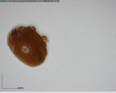 Varroa destructor