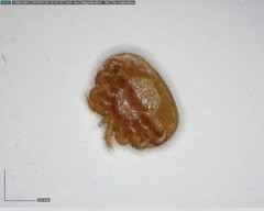 Varroa destructor