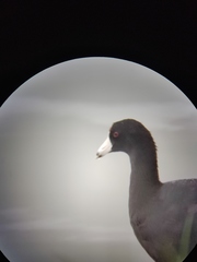 Fulica americana