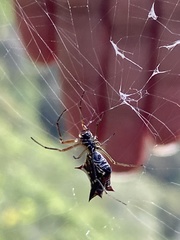 Micrathena nigrichelis