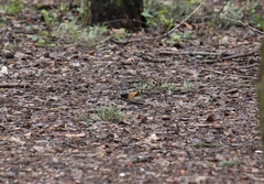 Fringilla montifringilla