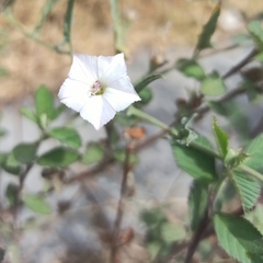 Convolvulus equitans equitans
