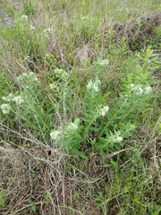 Lithospermum bejariense