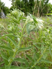 Lithospermum bejariense