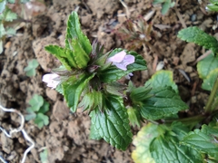 Clinopodium chinense