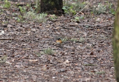 Fringilla montifringilla