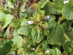 Clinopodium chinense