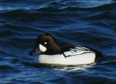 Bucephala clangula × islandica