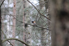 Fringilla montifringilla