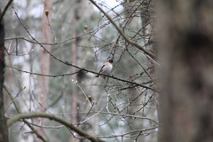 Fringilla montifringilla