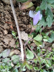 Mazus miquelii