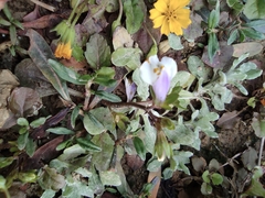 Mazus miquelii
