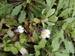 Mazus miquelii