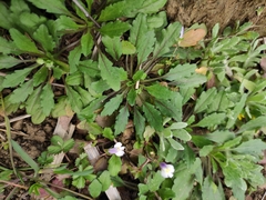 Mazus miquelii