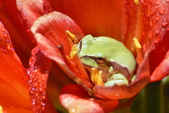 Hyla euphorbiacea