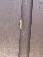 Anolis carolinensis