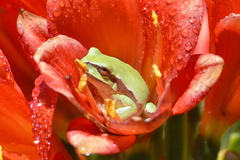 Hyla euphorbiacea