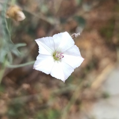 Convolvulus equitans equitans