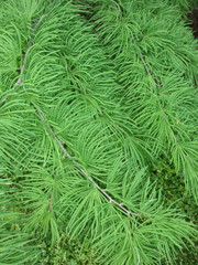 Pseudolarix amabilis