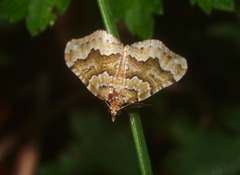 Asaphodes philpotti