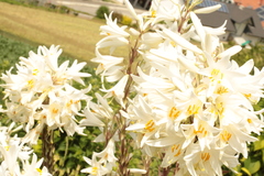 Lilium candidum