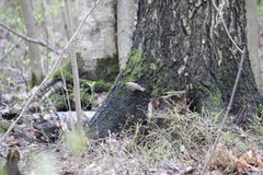 Phylloscopus trochilus