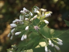 Peteravenia malvifolia