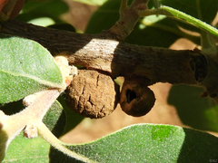 Disholcaspis canescens