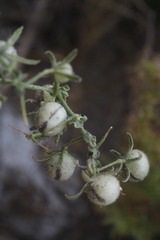 Solanum corneliomulleri