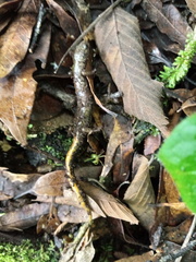 Pseudoeurycea conanti