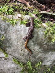 Pseudoeurycea conanti