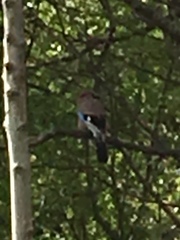 Garrulus glandarius