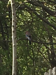 Garrulus glandarius