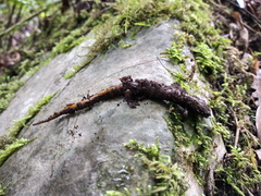 Pseudoeurycea conanti