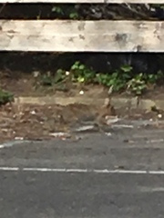 Oryctolagus cuniculus