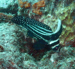 Eques punctatus