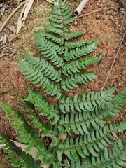 Dryopteris fuscipes