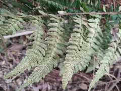 Dryopteris fuscipes