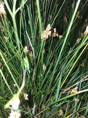 Divisae